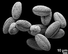 dry pollen grains