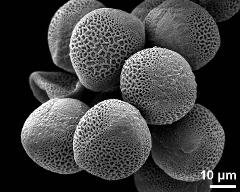 hydrated pollen grains