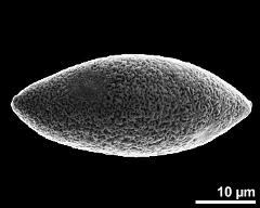 dry pollen grain in polar view (proximal)