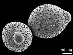 hydrated pollen grains