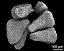 massulae (formed by tetrads)