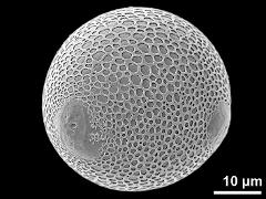 3-porate pollen grain