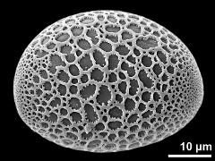 polar proximal view