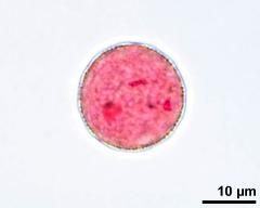 vegetative nucleus and two sperm cells