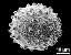 hydrated pollen grain