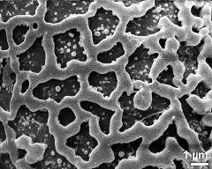 exine surface of hydrated tetrad