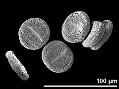 dry pollen grains