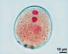 pollen grain with vegetative nucleus and two sperm cells