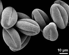 dry pollen grains