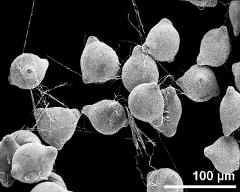 hydrated pollen grains