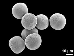 hydrated pollen grains