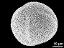 hydrated pollen grain