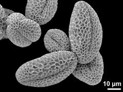 dry pollen grains