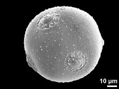 hydrated pollen grain