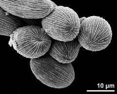 hydrated pollen grains