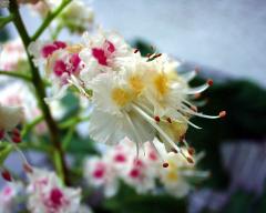 flowers of Aesculus hippocastanum