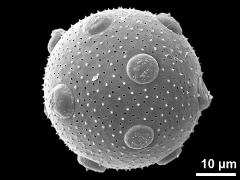 hydrated pollen grain