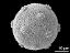 hydrated pollen grain