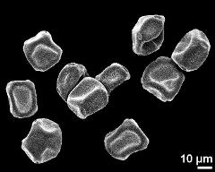 dry pollen grains