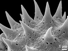exine surface