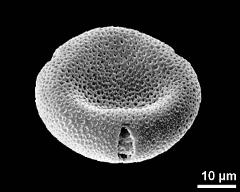 dry pollen grain in equatorial view