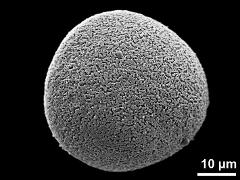 hydrated pollen grain