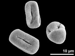 dry pollen grains