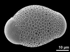 hydrated pollen grain