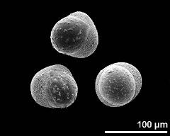 hydrated pollen grains