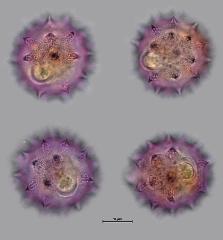 hydrated pollen