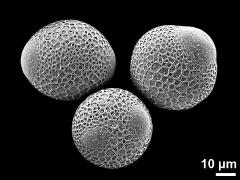 hydrated pollen grains