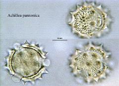 hydrated pollen