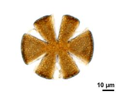 upper focus