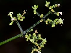 inflorescence(s)