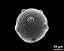 hydrated pollen grain