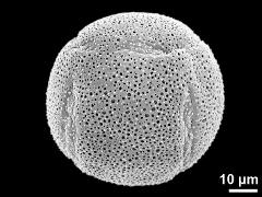 hydrated pollen grain