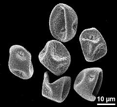 dry pollen grains