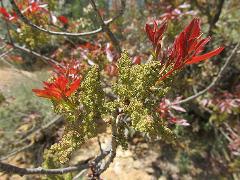 inflorescence(s)