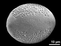 polar proximal view