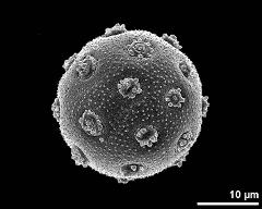 hydrated pollen grain