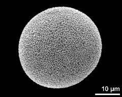 hydrated pollen grain