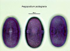 hydrated pollen