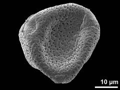 dry pollen
