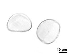 pollen grains after acetolysis