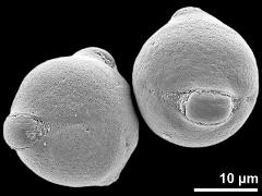 hydrated pollen grains