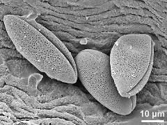 dry pollen grains