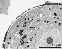 detail of pollen grain in cross section