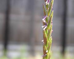 flowers of Elymus repens