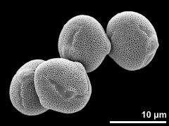 hydrated pollen grains