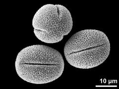 dry pollen grains